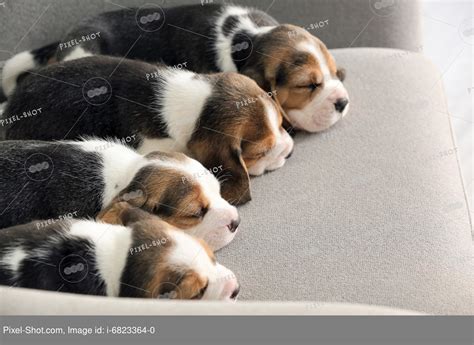 Beagle Puppy Sleeping