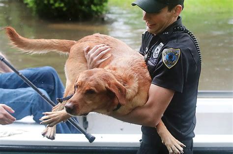 30 Heartbreaking Pictures Of Animals Affected By Harvey