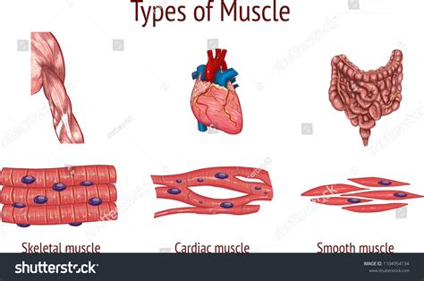 Muscles - 88Guru