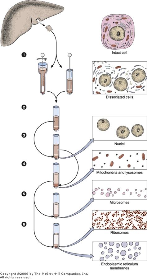 De Histology: Cell Fractionation