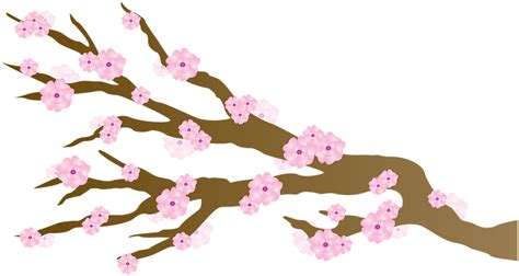 Transparent Sakura Clipart - Cherry Blossom - Png Download - Full Size ...