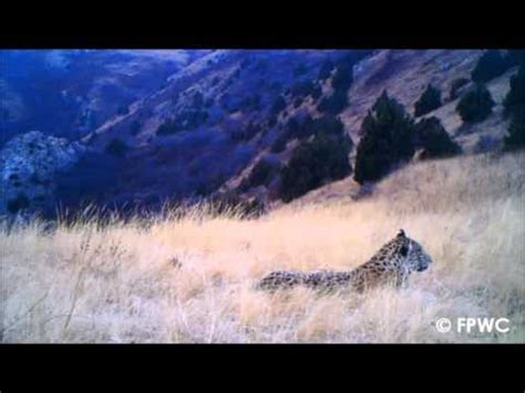 Caucasus Wildlife Refuge: Pioneering Private Conservation in Armenia | PANORAMA