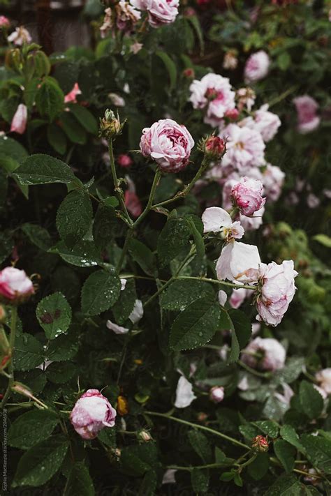 bush of pink rose | Rose, Pink roses, Pink