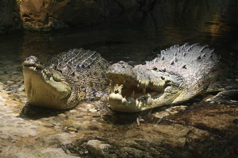 King Croc - ZooChat