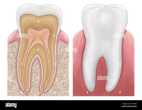 Human tooth structure illustration. Cross section scheme representing tooth layers enamel ...