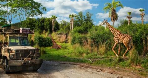 Guest Captures a Total ‘Lion King’ Moment During Animal Kingdom’s Kilimanjaro Safaris | Disney ...