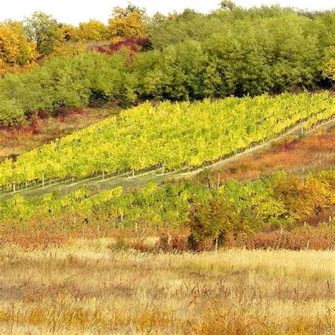 Tokaj Wine Region (@tokajwineregion) • Instagram photos and videos | Wine region, Farmland ...