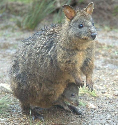 Tasmanian Pademelon (Thylogale billardierii)