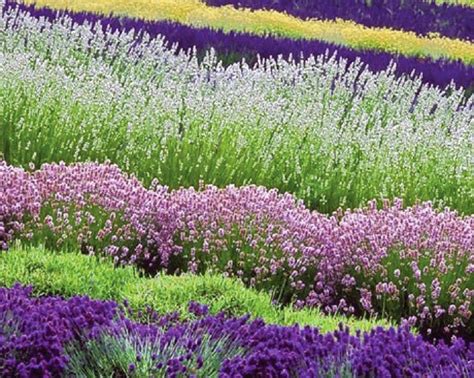 LAVENDER AS HEDGING PLANTS |The Garden of Eaden