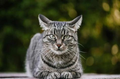 Grey Tabby Cat - Everything You Need To Know (2023)