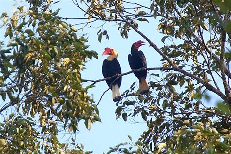 Writhed Hornbill couple - Mindanao Philippines_H8O1920-88 | Flickr