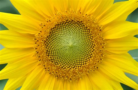 File:Yellow sunflower 001.JPG - Wikimedia Commons