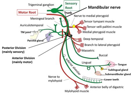 Mandibular nerve , Anatomy QA