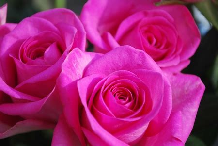 Hot Pink Roses - Flowers & Nature Background Wallpapers on Desktop Nexus (Image 822317)