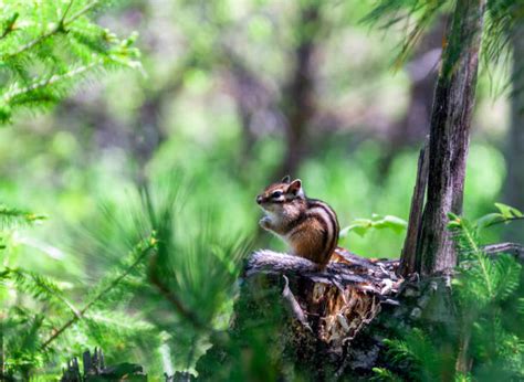 Hibernation in Chipmunks - The Dogman