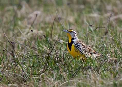 Dan Gomola Wildlife Photography | Songbird Migration - The Beginning