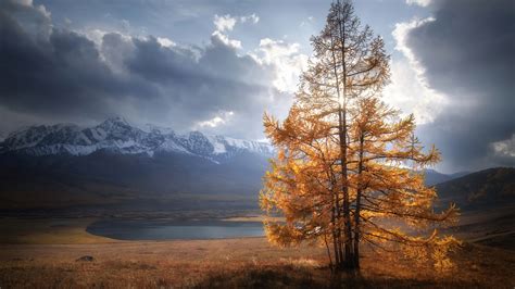 Autumn Tree In Sunlight Clouds Sky Background 4K HD Nature Wallpapers ...