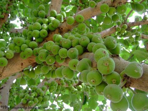 Wild Fig Tree | Nature, Cultural, and Travel Photography Blog