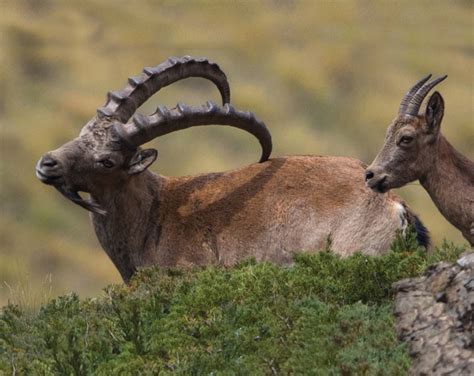 Wildlife Photography- Discover Mongolia's Wild Side