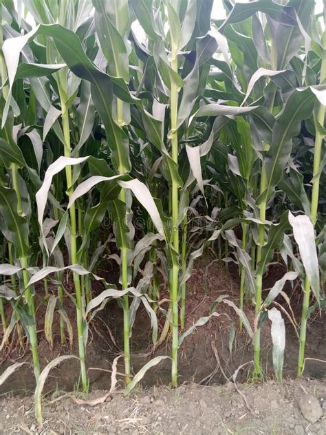 Maize As a Fodder crops stock image. Image of stalks - 130331763