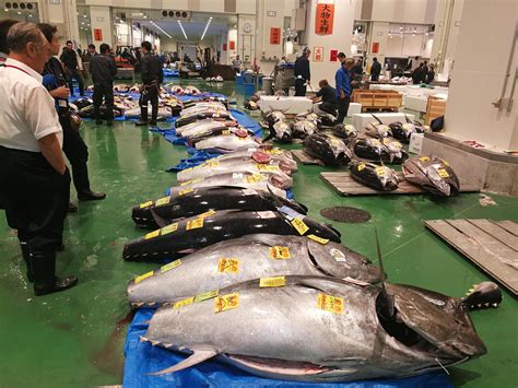 Tokyo Toyosu Fish Market Tour with Private Tuna Auction | Tokyo tour, Tokyo tour guide, Tokyo