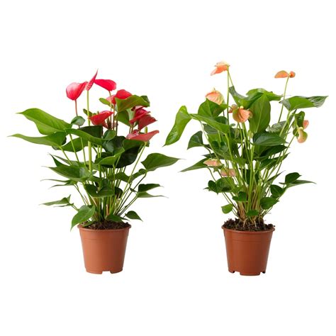Anthurium Potted Plant | Ikea Plants and Pots 2019 | POPSUGAR Home Photo 38