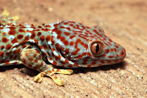 Rainforest reptiles: Tokay Gecko (Gekko gecko)