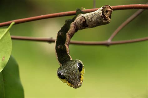 Sphinx Hawk Moth Caterpillar, Snake Mimic, Rio Napo, Peru Photograph by Mark Bowler / Naturepl.com