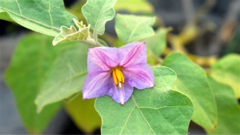 How to treat brinjal flower pollination issue: 4 Best Methods - Gardening Tips | Plants Care ...