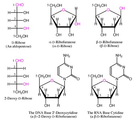 D Ribose Fischer Projection - Brain Mind Article