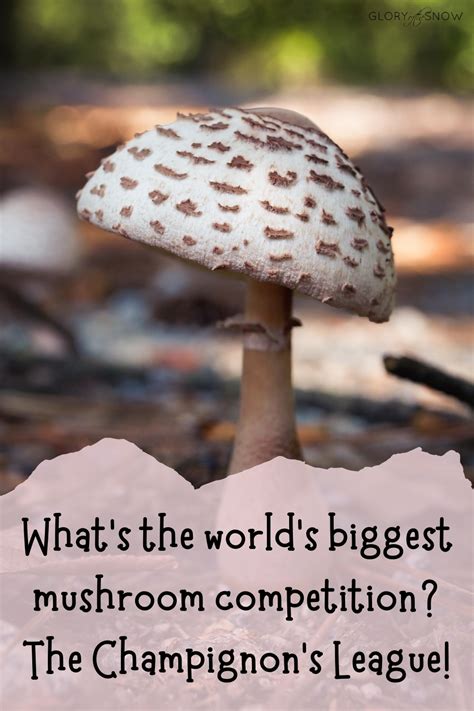 60+ Mushroom Puns That Will Magically Make You A Fun Guy - Glory of the ...