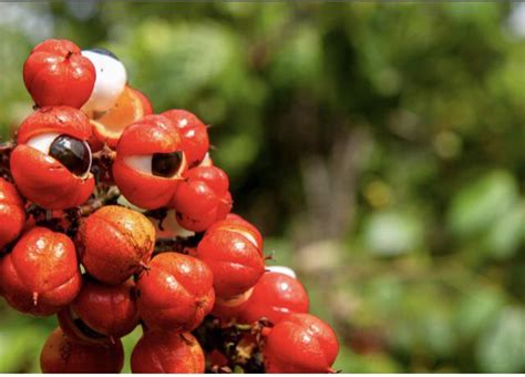 This is a Guarana plant beginning to sprout itâ€™s eyeball seeds. – The Almanac