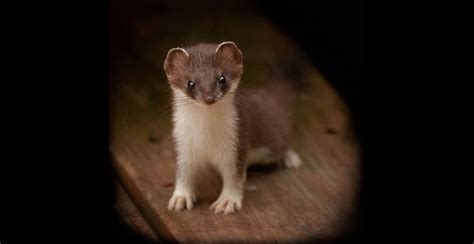 Weasels | Wildlife Illinois