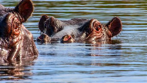 Okavango Delta Wildlife Animals - Free photo on Pixabay - Pixabay