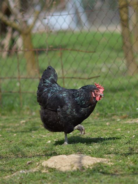 Organic chicken breeding stock photo. Image of rooster - 114082164