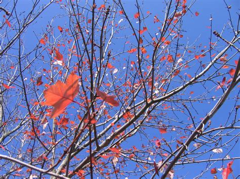 November leaves Free Photo Download | FreeImages