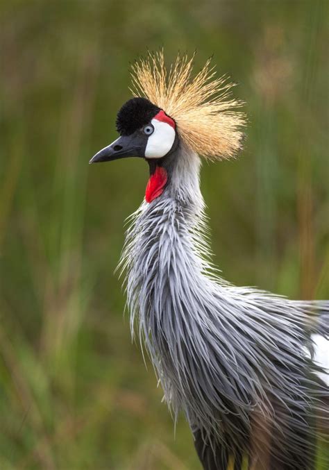 Facts About Cranes You Probably Didn’t Know – Page 2 – Animal Encyclopedia