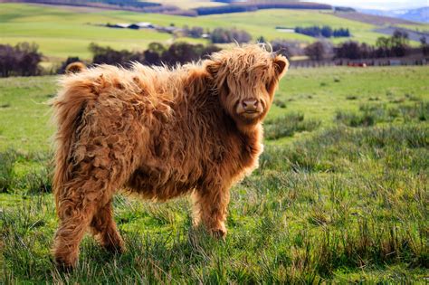 Foto di animali dalla peluria maestosa - KEBLOG