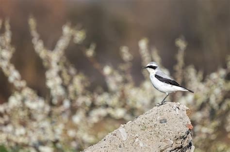 Premium Photo | Northern wheatear or oenanthe oenanthe spring small bird migration sitting on ...