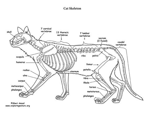 Pin by K Es on Anatomy and biology | Cat skeleton, Cats, Miniature donkey