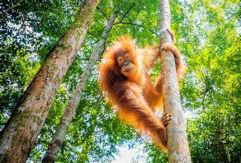 Orangutan communication uses consonants, like human speech - TrendRadars