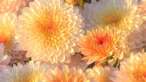 Chrysanthemum Wallpapers - Wallpaper Cave