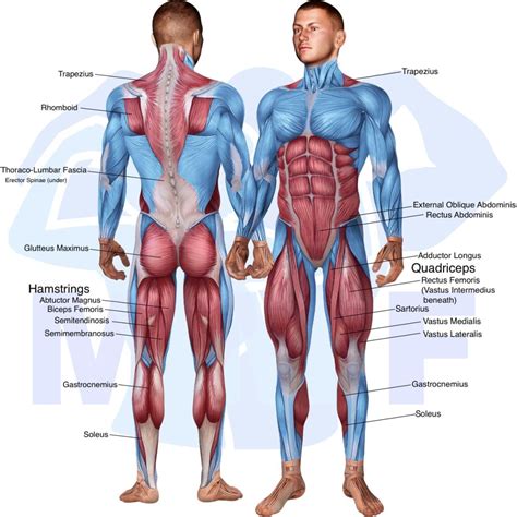 Smith Machine Deadlift: Your Effective How-To Guide