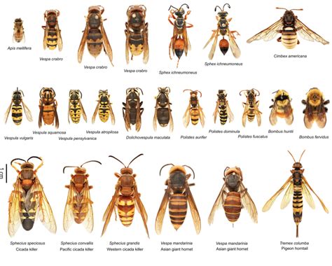 No ID needed, just a chart to settle confusion about stinging flying things. : r/whatsthisbug