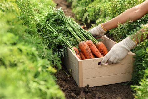 Back to Basics Organic Farming and Gardening - Cutting Edge Products