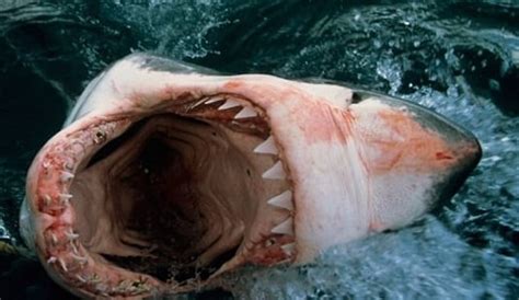 Top 5 Cheesiest Shark Movies | Horror Cult Films