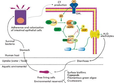 Infection cycle of V. cholerae. Within the marine environment, V ...