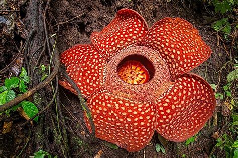 Rafflesia arnoldii - The Largest Flower On Earth - WorldAtlas