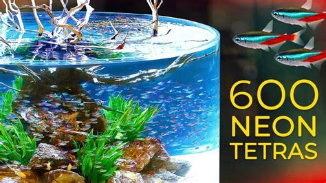 600 Neon Tetras— CRAZY Schooling Behavior!!! | Neon, Neon tetra, Fish tank design