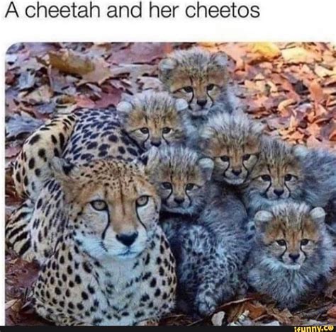 Cheetah memes. Best Collection of funny Cheetah pictures on iFunny